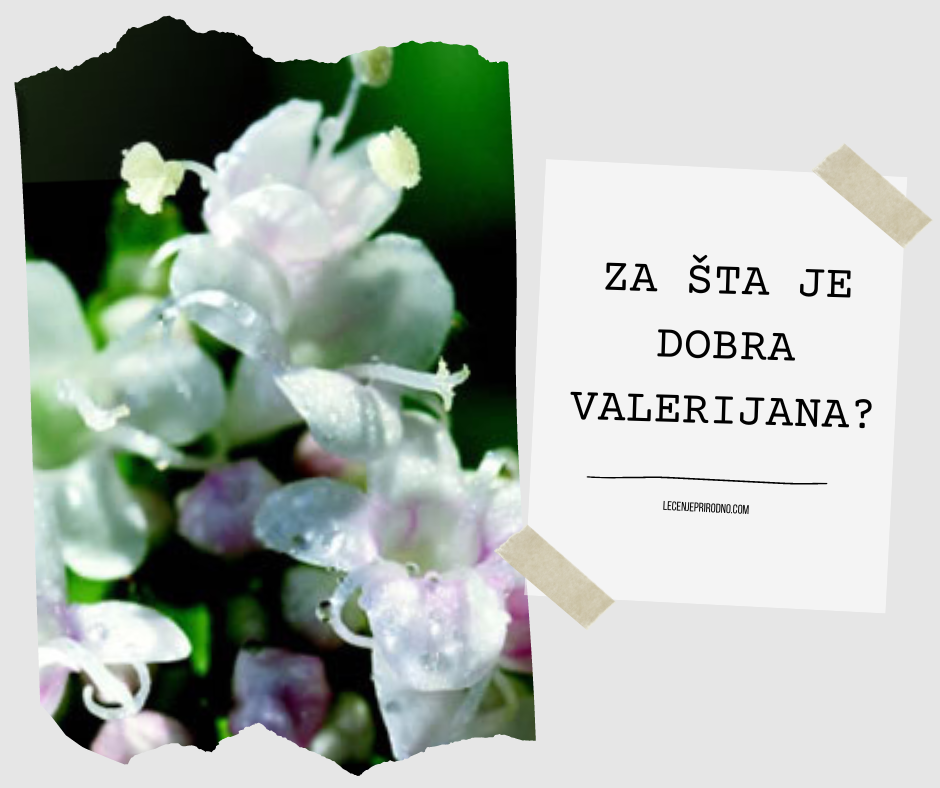 za sta je dobra valerijana