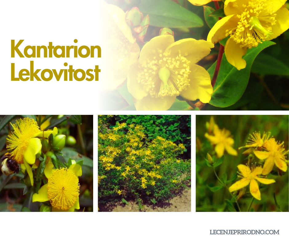 kantarion lekovitost