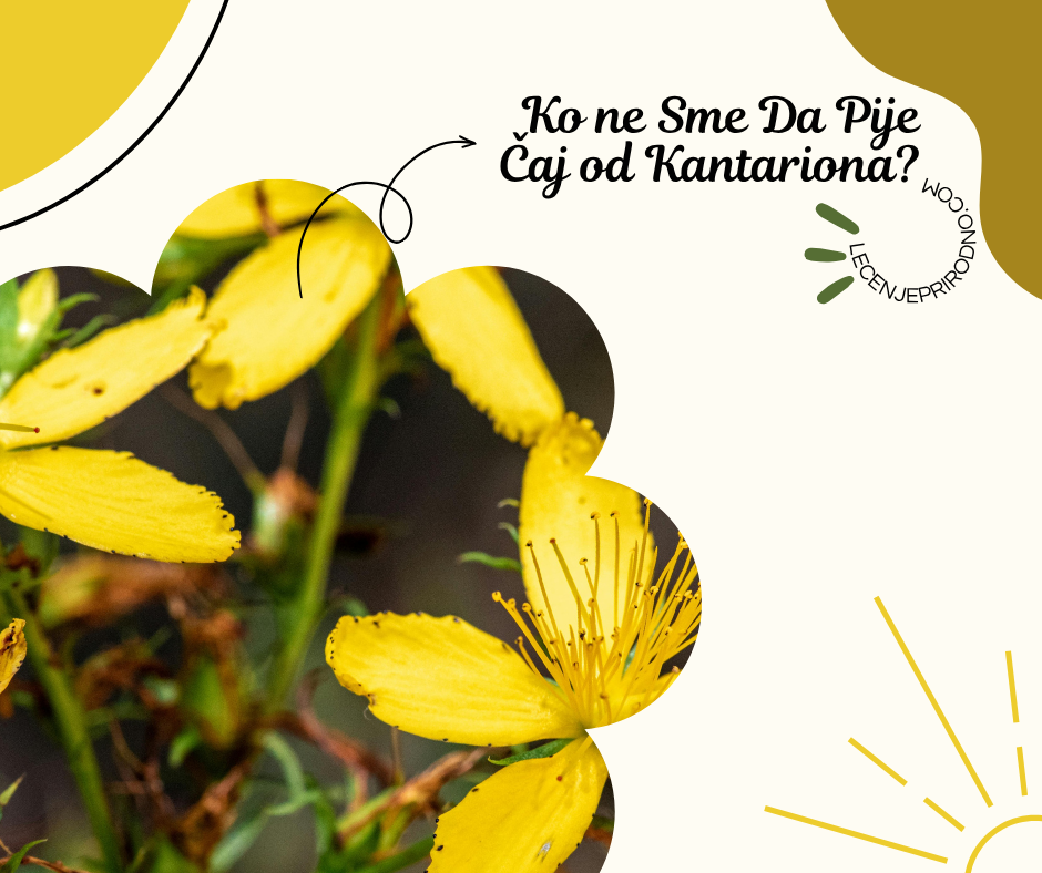 ko ne sme da pije caj od kantariona