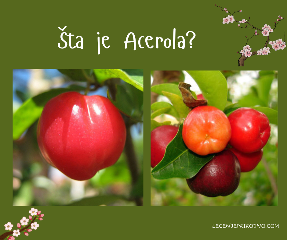 Acerola šta je