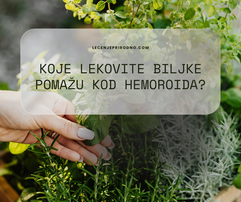 biljke za hemoroide